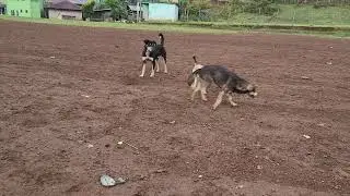 Disfruten De Ver Como Juegan Estos Perritos| En Aldea Ajul C.H.GT