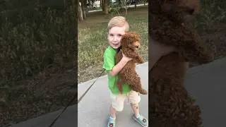 Гуляем с Брауни 🍫 мальтипу, щенок 🐶