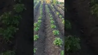 картошка #дача #огород #рассада #картофель