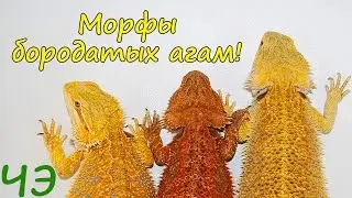 Bearded dragon (Pogona vitticeps) morphs