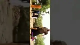 Lalettan mass video #lalettan #malayalamstatusvideos
