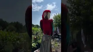 Просто прилетел попугай. А на вашей даче какие птицы водятся?