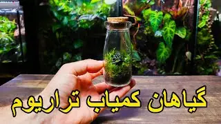 Rare Terrarium Plants - معرفی گیاهان کمیاب تراریوم