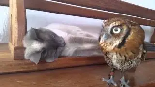 Кот и сова / Cat and Owl