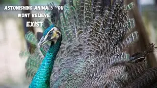 10 Astonishing Animals You Would Not Believe Exist