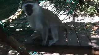 this is menorca Zoo funny monkey tap on the glass