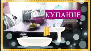 КУПАНИЕ ПОПУГАЯ. КАК КУПАЕТСЯ ПОПУГАЙ В ДОМАШНИХ УСЛОВИЯХ? Купание волнистого попугая.