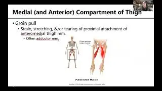 MSK5 MusclesThigh