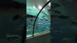 Щука? Москвариум. Очень красиво!