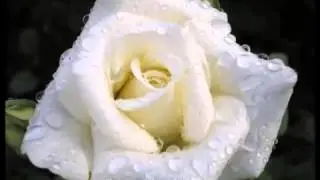 Белые розы