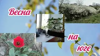 Северянка на хуторе//Красоты много не бывает//Спасение рассады
