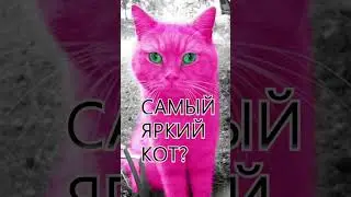 Про кота 2.0 