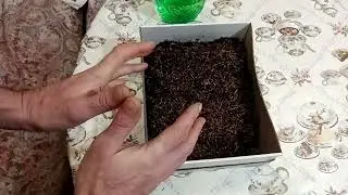 Изменения вкуса табака в процессе постоянного увлажнения.