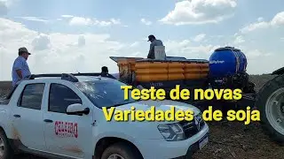 Testando novas variedades de soja da Semente caraiba.