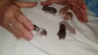 Hamsters day 14: bonus hamster baby scramble