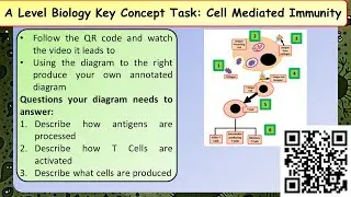 A Level Biology T Cell mediated immunity revision