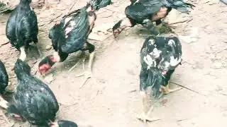 @FighterCockSportBird #update Vietnam and Burma chicken breeds #india_pakistan chicken