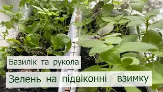 Своя зелень круглий рік. Як я вирощувала базилік🌱 та руколу🌱 #зеленьнапідвіконні