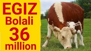 SAMARQAND URGUT MOL BOZORI, ZO'R MOLLAR  BOR-САМАРКАНД УРГУТ МОЛ БОЗОРИ МОЛЛАР  НАРХЛАРИ. 20 05 2020