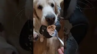 Так держать 😀                      #золотистыйретривер #голденретривер #goldenretriever #собака