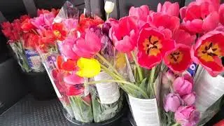 Tulips of Thanks, Presented by OLG & CTV 🌷 Bruyère Hospital