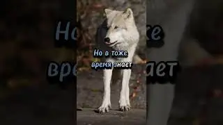 Одинокий Волк