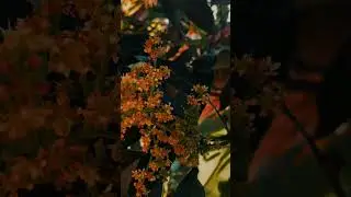 #nature