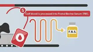 Foetal Bovine Serum Manufacturing Process