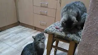 Кот Стьопа забирает корм у Кота Льони(cat)