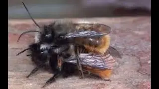 Осмия руфа Osmia rufa