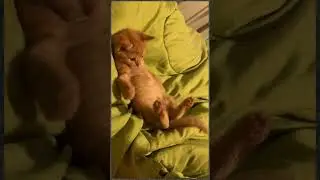 Смешное видео с кошками и собаками, приколы