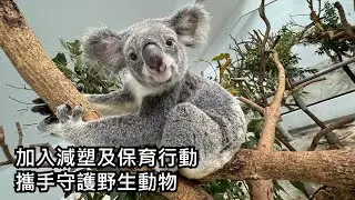 福容認養「芙蓉」福容大飯店加入動物認養計畫、攜手推動無尾熊保育教育
