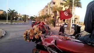 Tunisia horses!