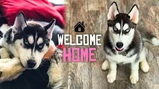 We Brought Home a Husky Puppy... (First Week of Owning a Siberian Husky)