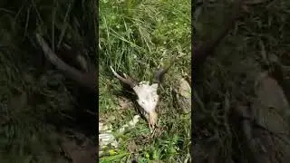Dead sambar stag in the bush