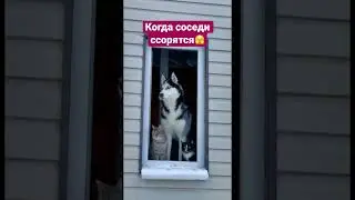 Соседские ссоры всегда интересно😂 #cat #cats #dog #dogs #коты #собаки #catshorts #dogshorts