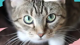 Сильный ритуал для здоровья домашних животных
