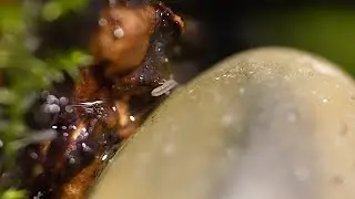 Close Up Of Springtails on Avocado Root  🔍 - Macro Videography - Sony + Raynox DCR-250 - Macro Shots
