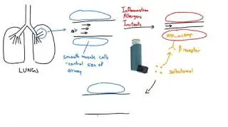 Salbutamol (Ventolin) Explained in 2 Minutes