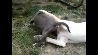 Boogie-Down Bronx at the Dog Park - Pitbull Puppy Plays with Lab