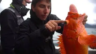 Coolest Fish I Have EVER Caught!!