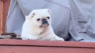 Pug was asked to come, but didn’t