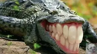 VONO® - Official YTPMV Collab