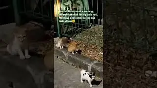 Mereka anabul pintar tempat istirahat nya sedang dibersihkan mereka main diluar