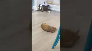 ЖАРА . ТИГРА И БРАЙН .