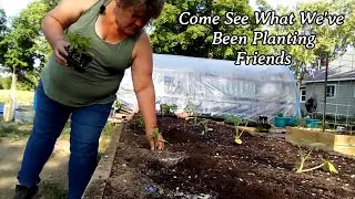 Come See What We've Been Planting Friends