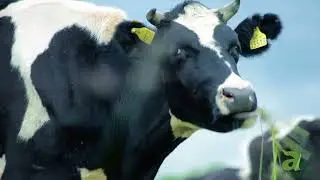 Do Bulls Actually Hate Red?
