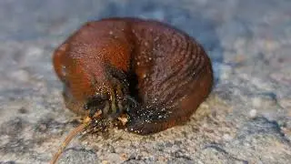 Огромный слизняк 8K