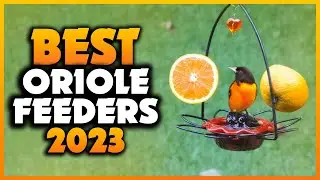 Top 5 Best Oriole Feeders You can Buy Right Now [2024]