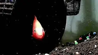Look at this cute fish
